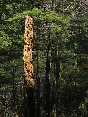 Sunbeam striking a snag nestled amongst the hemlocks