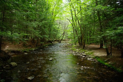 A view of Amethyst Brook in Amherst, Mass
