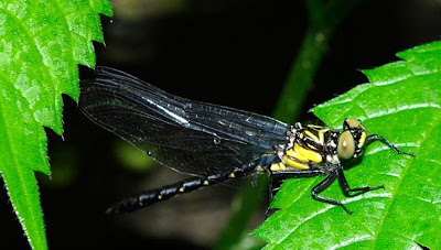 Zebra Clubtail Dragonfly resting on leaf in Western Mass
