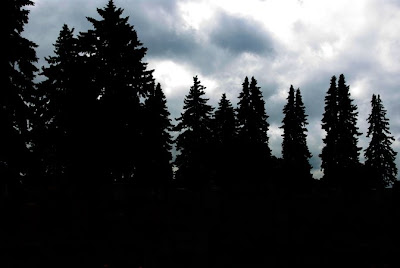 Silhouette of trees at the Notre Dame Cemetery