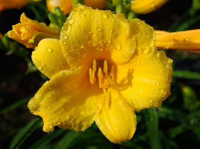 Yellow Daylily after a rain