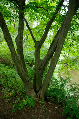 American Hornbeam Tree also known as Ironwood or Muscle Tree