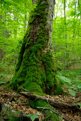 Moss covered tree along the trail