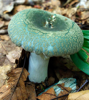 Unknown green mushroom