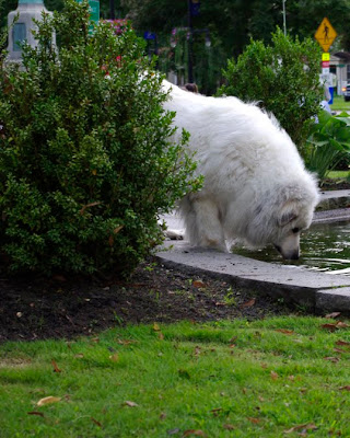 Large white dog drinking from the fountain on the Westfield Green in Mass