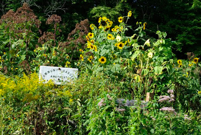Amethyst Brook Community Garden in Amherst, Mass