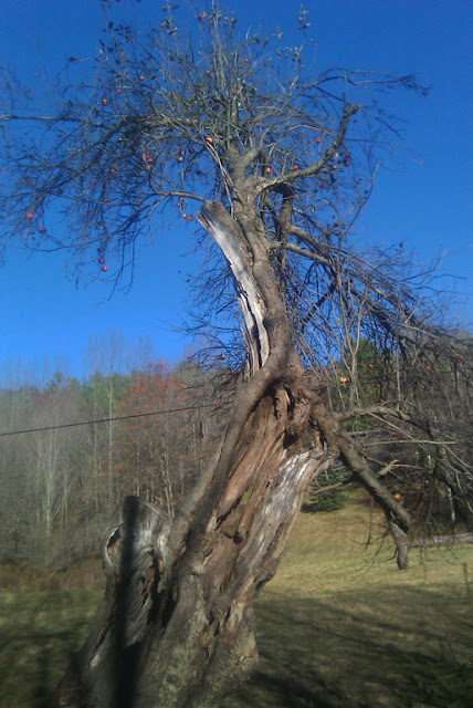 An old gnarled, hollow, rotten apple tree still bearing fruit