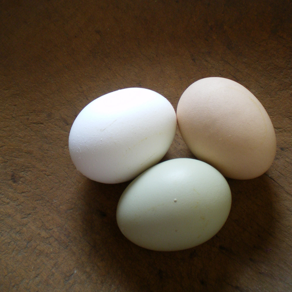 lil fish studios Golden Eggs Dyeing Eggs With Turmeric