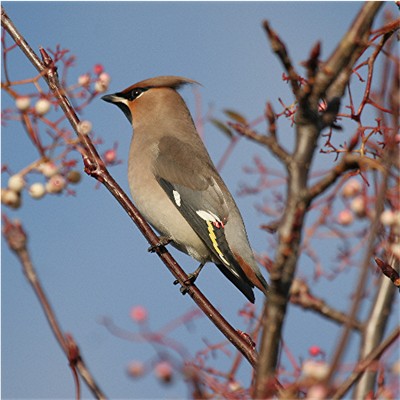 [Waxwing+Lincoln+Nov+2008+(77).jpg]