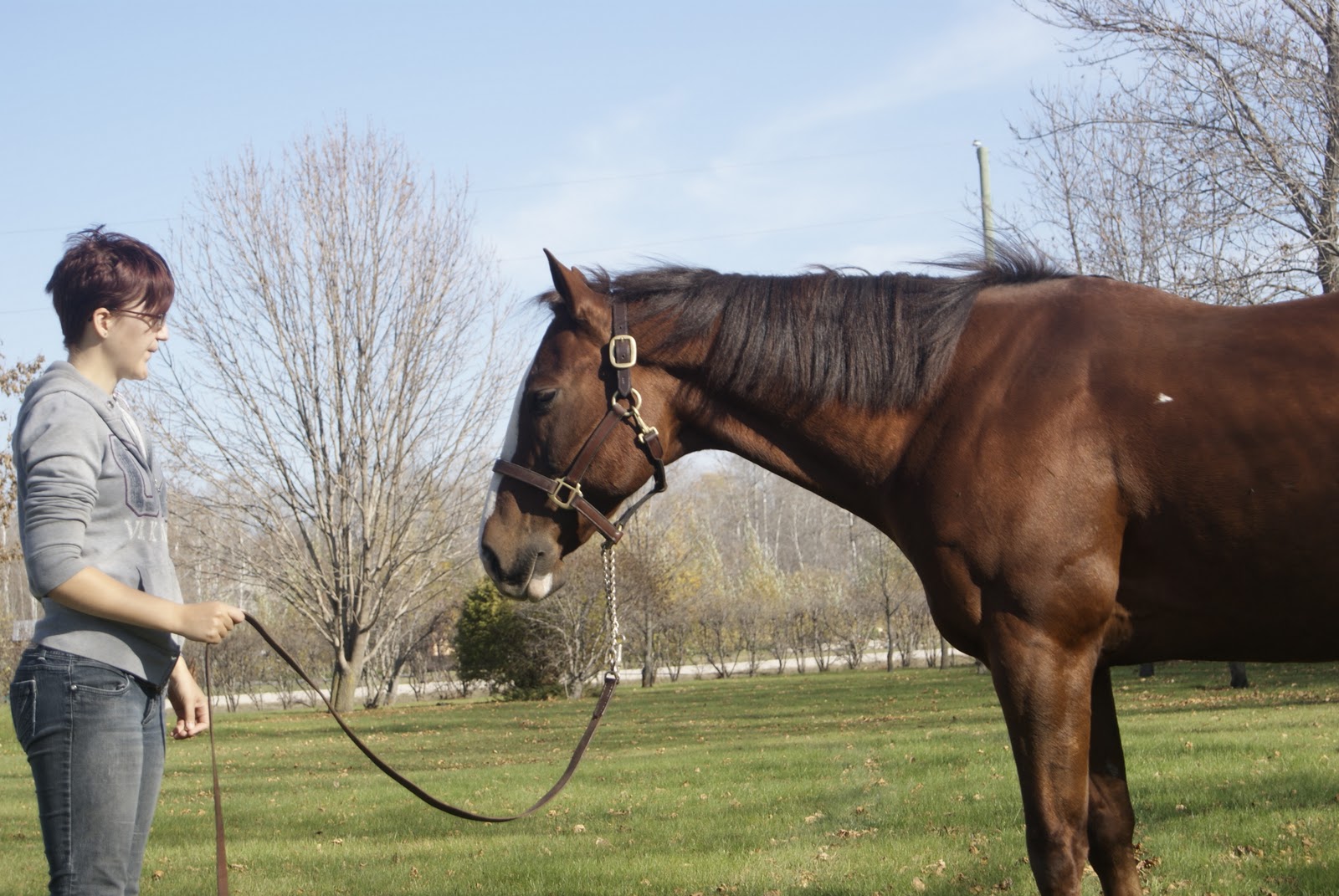 Quarter Horse Dressage Reno's Fall 2010 Conformation Pics and Lunging