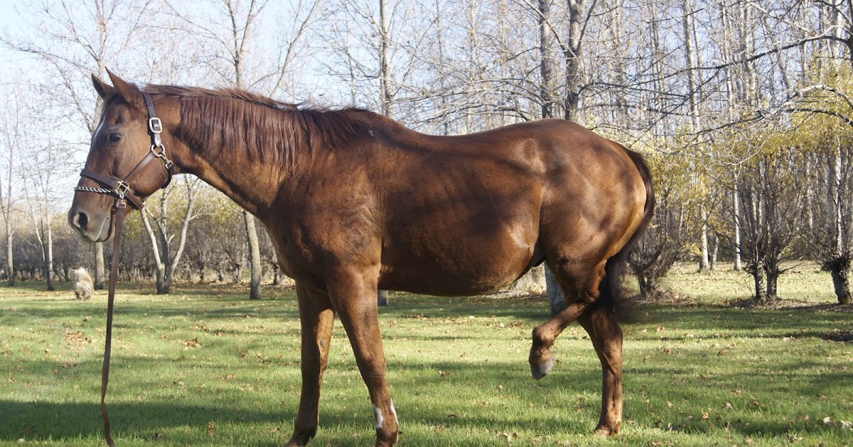 Quarter Horse Dressage Cee Kay Sash