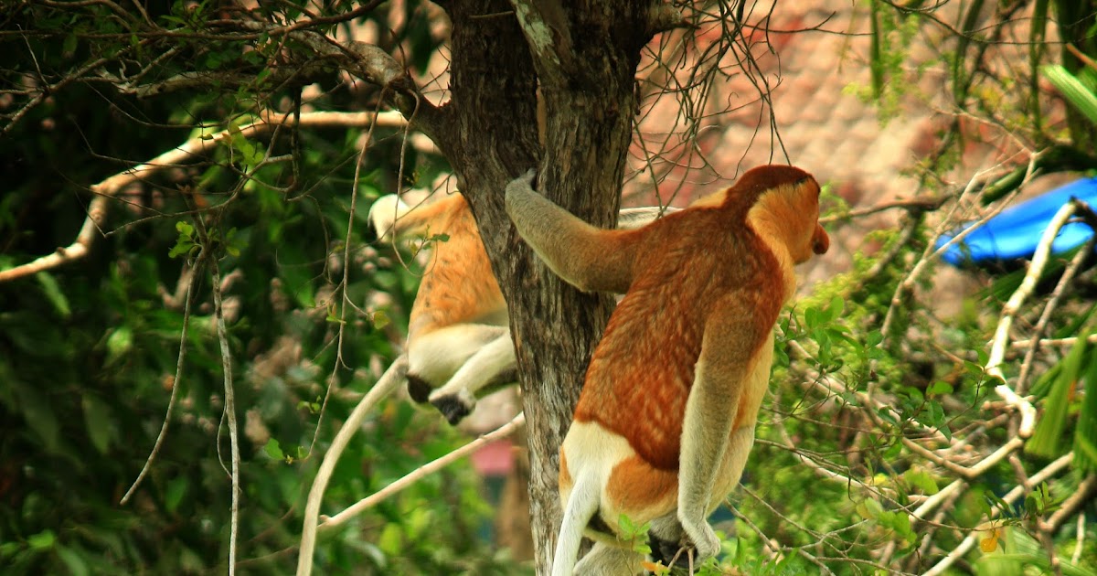 Ways To Take Better Nature Wildlife Photographs Ways To Take Better Nature Wildlife Photographs