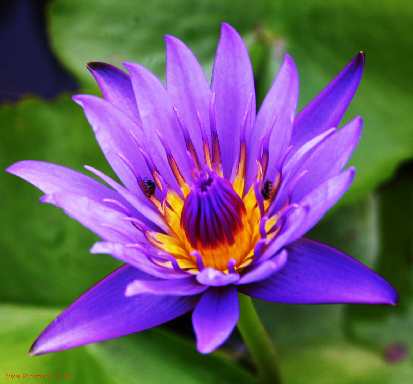 Hakeem Photography: lotus with purple flowers