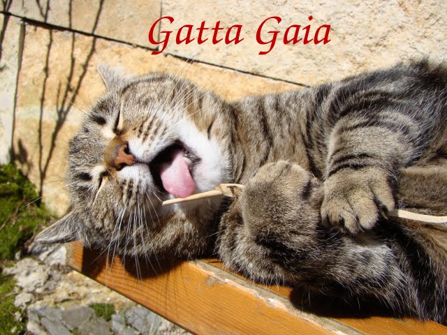 Gatta Gaia