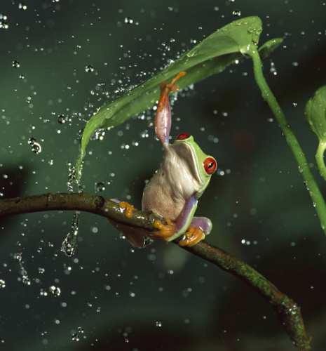 A Funky Frog