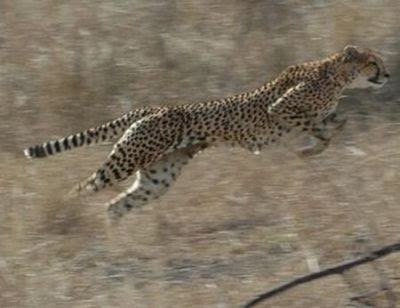 Why are cheetahs endangered? | Ecological Problems