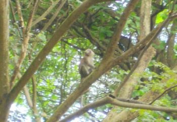 How do monkeys move through tree tops? | Interesting Science Facts And