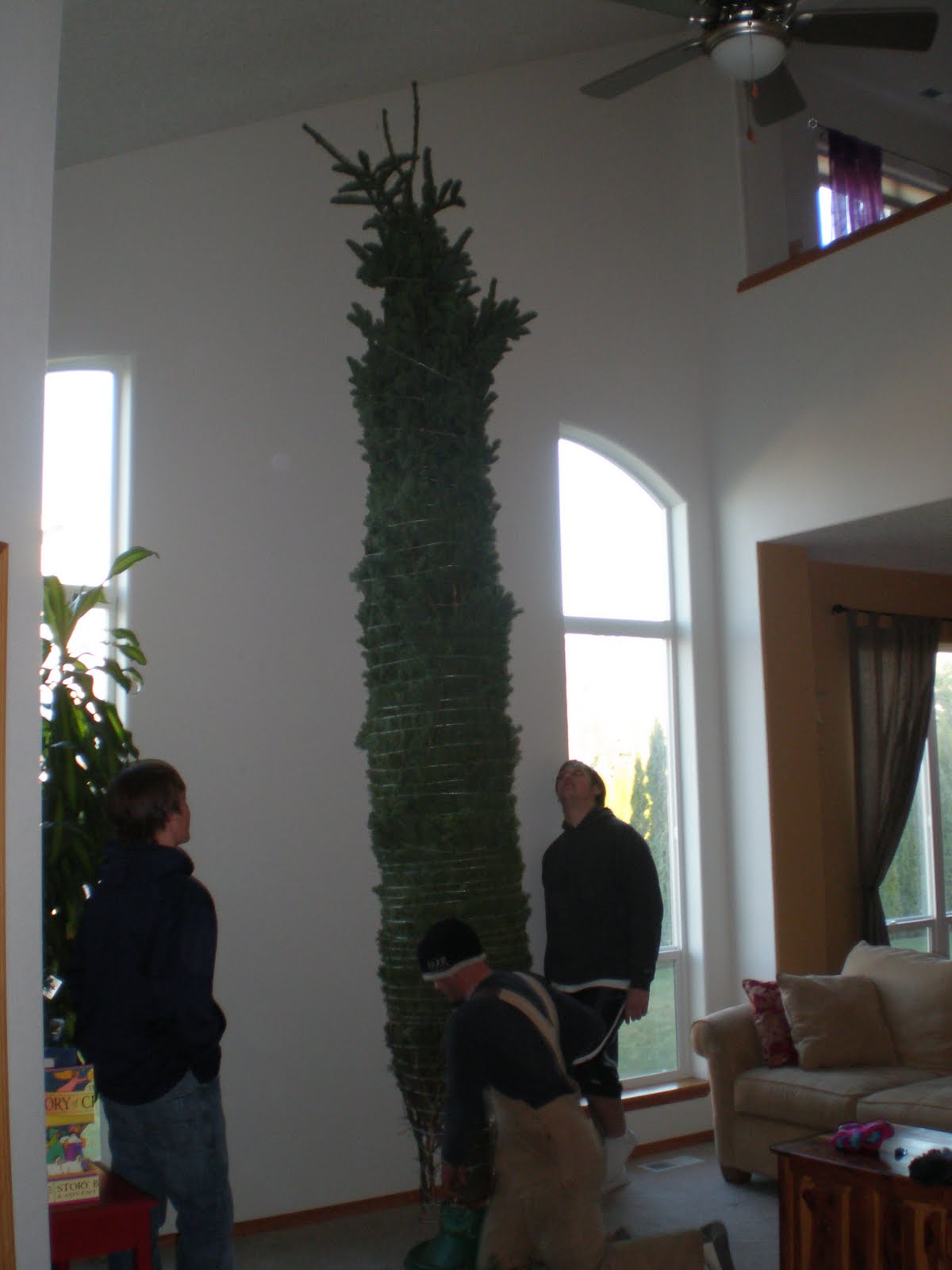 [tree2+(2).JPG]