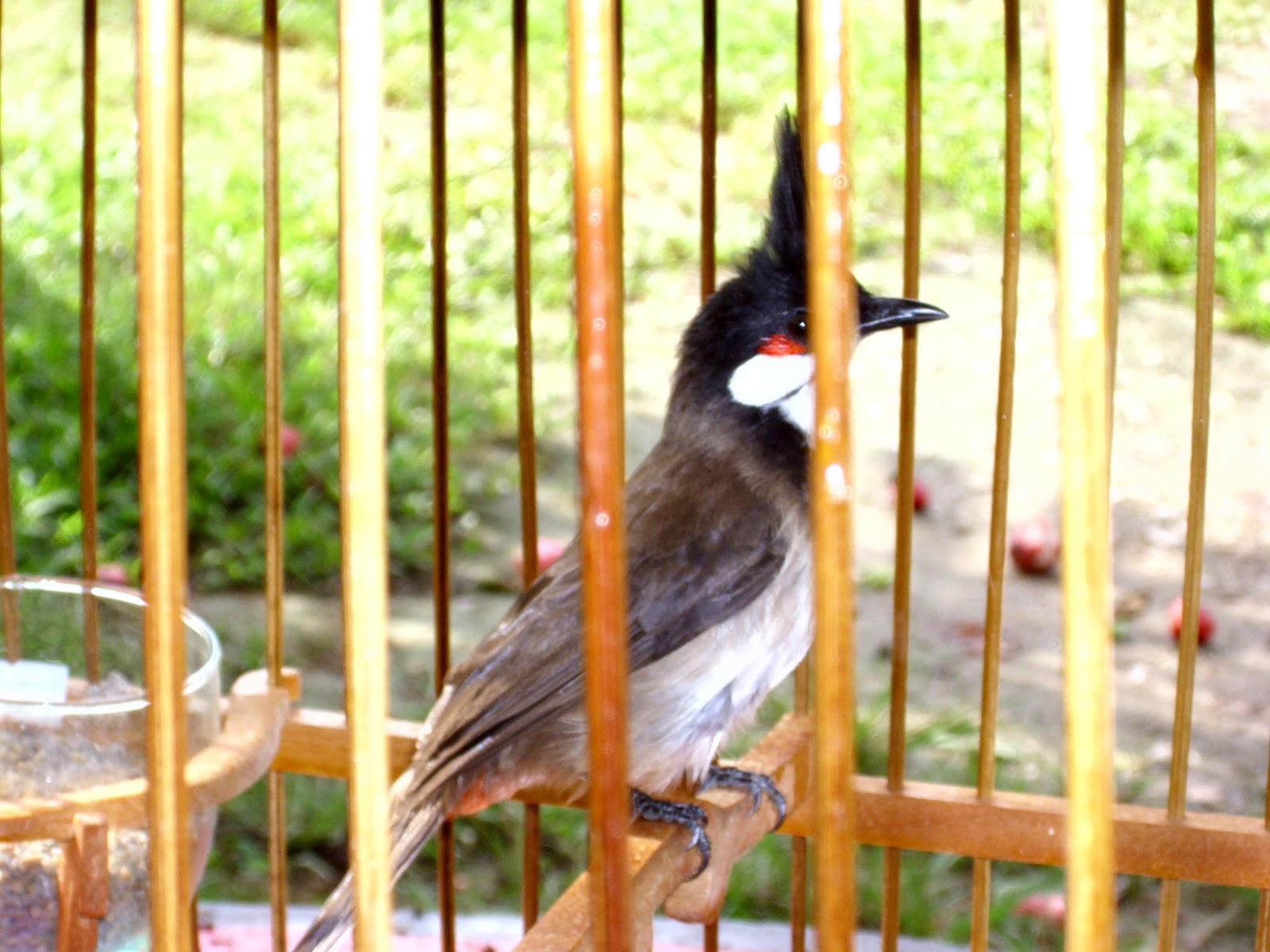 MINI ZOO ASTAKONA: MERBAH JAMBUL