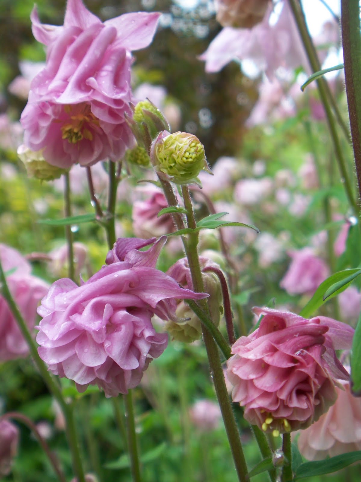 Eclectic Photography Project: Day 192 - delicate beauty