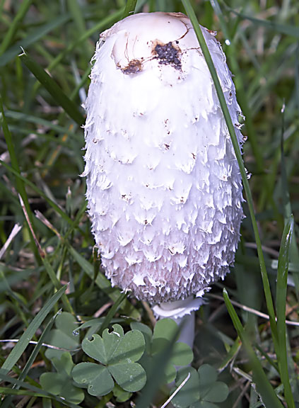 Wisconsin+Wild+Mushroom+Guide Wisconsin Wild Mushroom Guide http://dantallmansbirdblog.blogspot.com ...