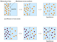 Active Transport Diagram Active Transport Diagram