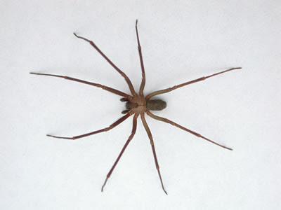 Brown Recluse Baby