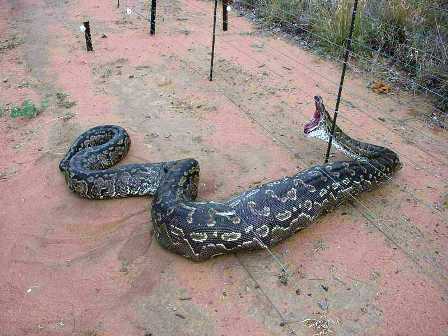 [Python.jpg]