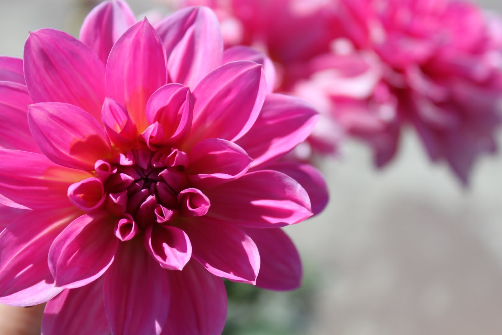 Radial Balance Flower