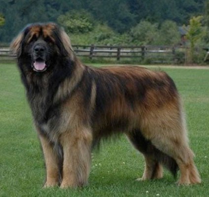 What Dog Breed Looks Just Like Leonberger What Dog Breed Looks Just Like Leonberger