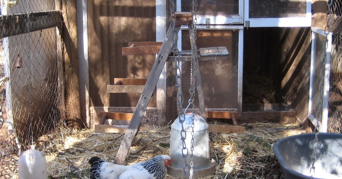 Chickens On The Porch Ladder Roost