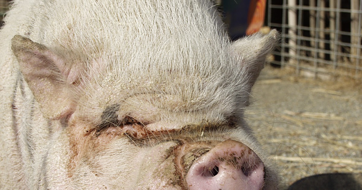 jobsanger Earmarks Continue In A Different Form