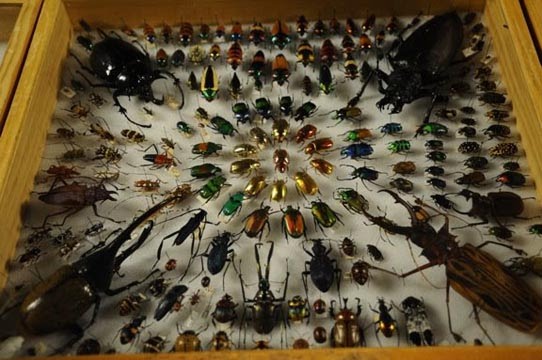 bug specimens