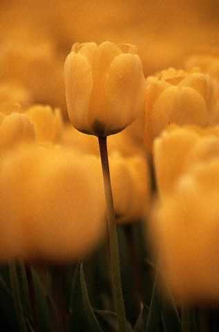 Latente en las puertas del cielo con una flor amarilla en la mano