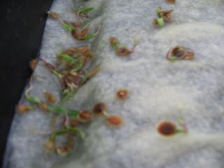 parsnip shoots
