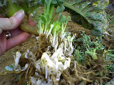 cauliflower root growth