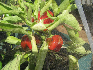 red bell peppers.