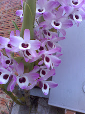 Orquideas