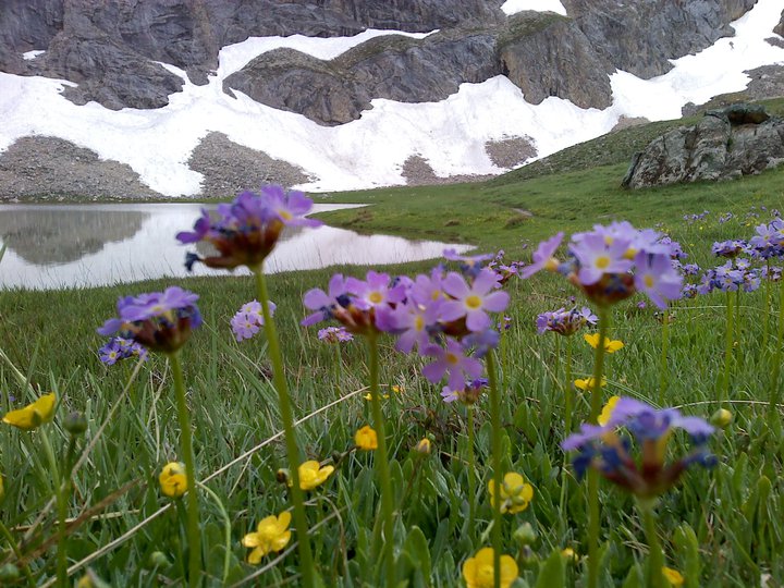 Cepaynasi Dag Cicekleri