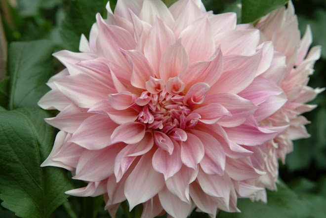 Dahlia sorbet decorative