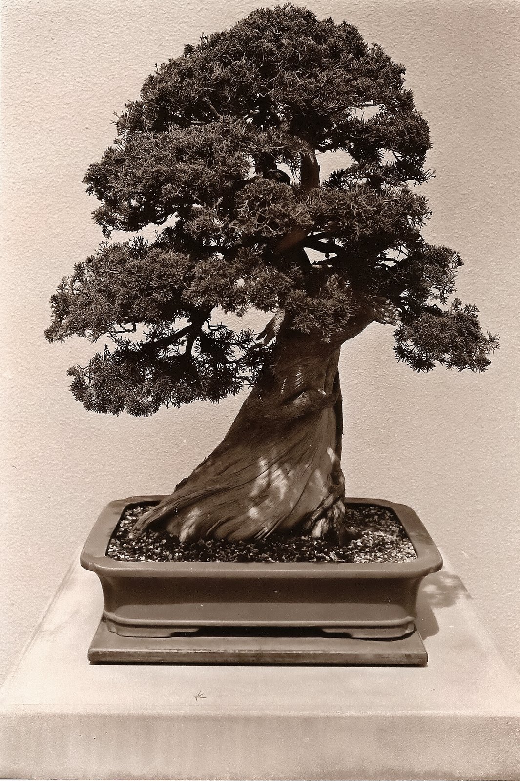 [bonsai2.jpg]