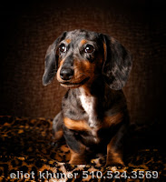 Isabelle: A Photographer's Daschund