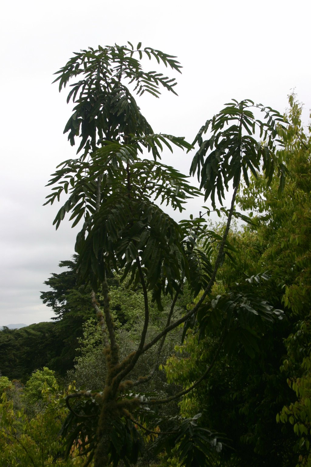 [Image097+diploglottus.jpg]