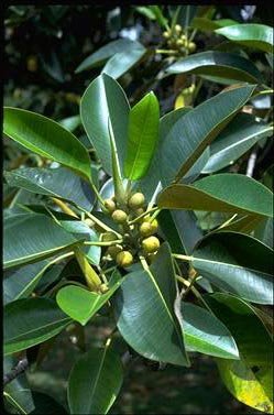 [077_2+Ficus+macrophylla+columnaris.jpg]