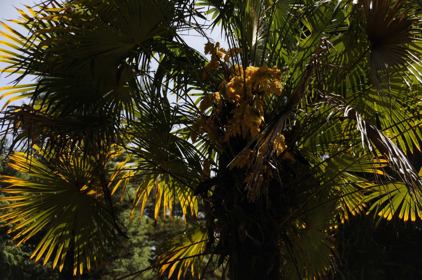 [_DSC1859+Trachycarpus.jpg]