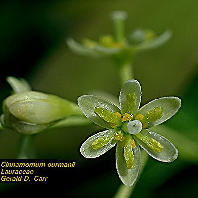 [cinnamomum+burmannii+flower.jpg]