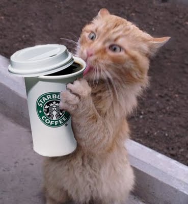 [Coffee+Crack+Cat.jpg]
