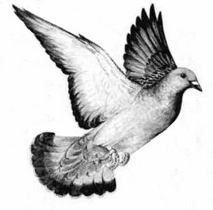 flying pigeon flying pigeon