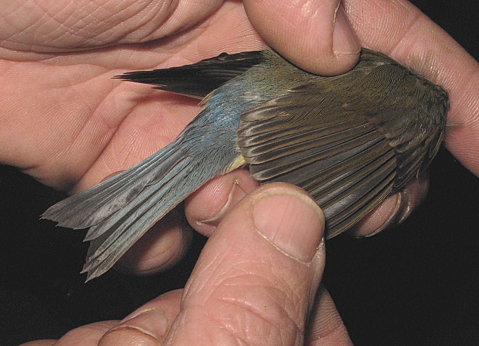 [Bluetail,Red-flankedAdM19,10,09SpurnPtBt.jpg]