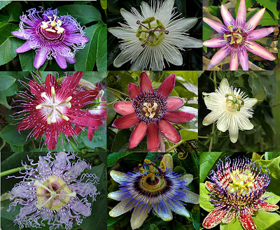 All Passion Flower Images